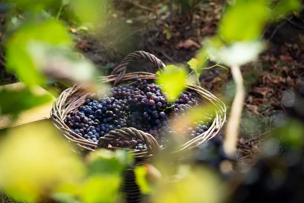 Canasta de mimbre llena de uvas rojas en el viñedo —  Fotos de Stock