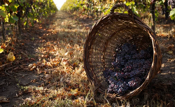 Wicker basket full of red grapes in the vineyard — Stock Photo, Image
