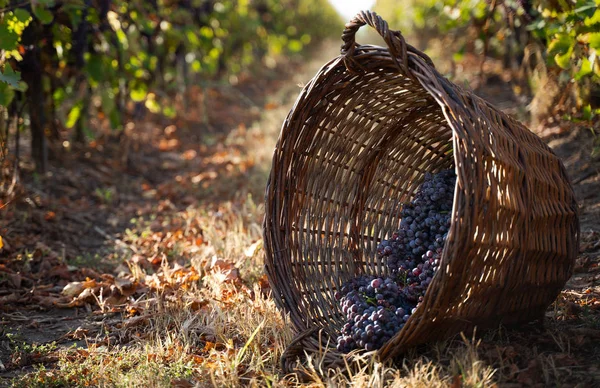 Canasta de mimbre llena de uvas rojas en el viñedo —  Fotos de Stock