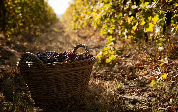 Uve appena raccolte in cesti di vimini in vigna — Foto Stock