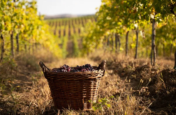 Świeżo zebrane winogrona w wiklinowych koszach w winnicy — Zdjęcie stockowe