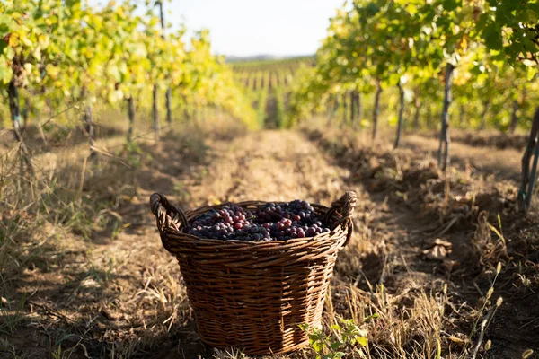 Świeżo zebrane winogrona w wiklinowych koszach w winnicy — Zdjęcie stockowe