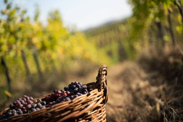 Uvas recém-colhidas em cestos de vime na vinha — Fotografia de Stock