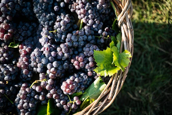 Canasta de mimbre llena de uvas rojas en el viñedo —  Fotos de Stock