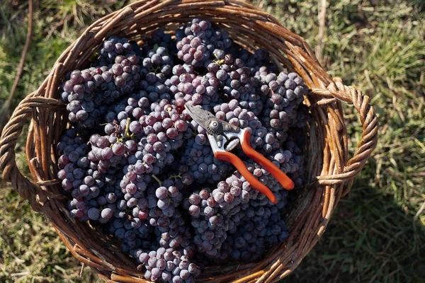 Canasta de mimbre llena de uvas rojas en el viñedo —  Fotos de Stock