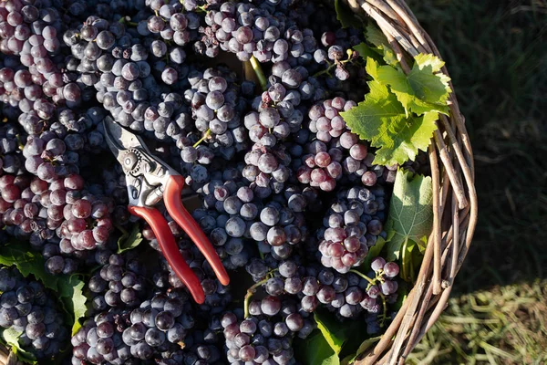 Cestino di vimini pieno di uva rossa in vigna — Foto Stock