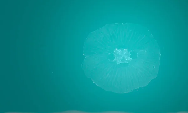 Round white jellyfish under turquoise water top view
