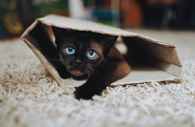 Siyam kedi karton kırık kutusunda gizleme. 