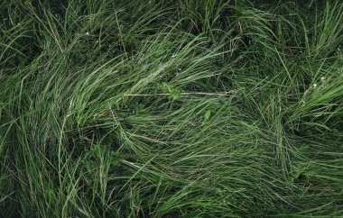 Yüksek yeşil çim. Arka plan doku. Üstten Görünüm.