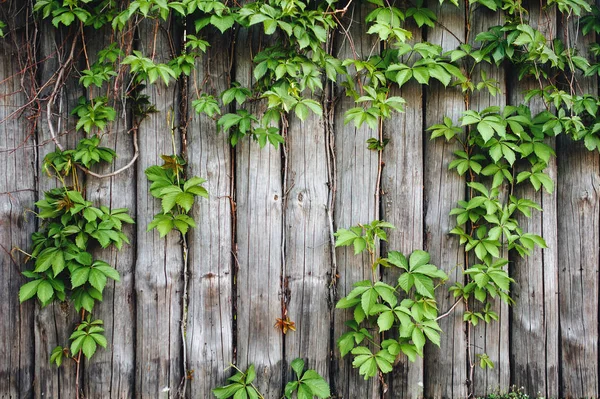 葉を持つヴィンテージの木製の背景 ツタは木の板 領域をコピーします 緑の植物のフレーム — ストック写真