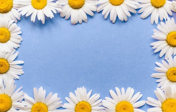 Natuurlijke Bloemenlijst Verse Witte Chamomiles Blauw Papier Achtergrond Kopie Ruimte — Stockfoto