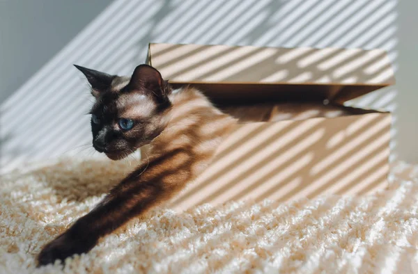 Siyam kedi yavrusu karton kutunun içinde saklanıyor. Sevimli yerli kedi.