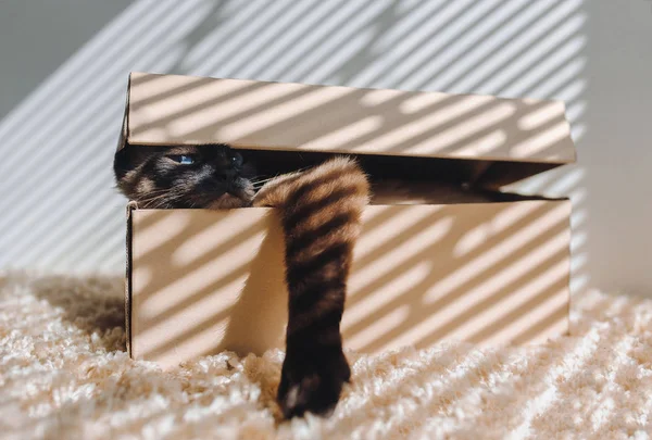 Siamese kitten hiding in cardboard box. Cute domestic cat.