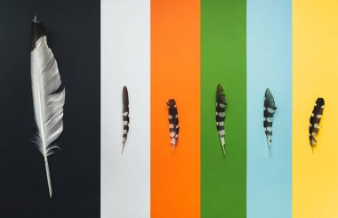 Büyük tüy büyük bir yazar, tanınan bir deha sembolize eder. Taklit ve öğrenci olarak küçük tüyler. Şiir günü ve yazarı kavramı. Genç yetenekler için rekabet.