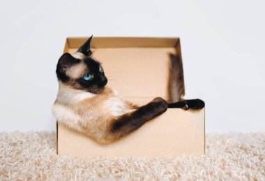 Kendi konutları. Poker surat. Kedi patronu Sassy namlu. Karton kutuda Siyam kedisi. Cat 'in yaşam alanı. Şüphecilik ve Farksızlık kavramı.