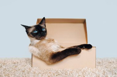 Poker surat. Kedi patronu Sassy namlu. Kendi konutları. Karton kutuda Siyam kedisi. Kedi alışkanlıkları.