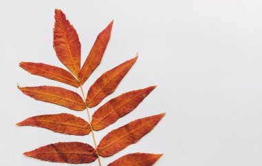 Şube ile kuru altın beyaz zemin üzerine bırakır. Sonbahar kompozisyon. Düz yatıyordu, en iyi görünüm, kopya alanı.