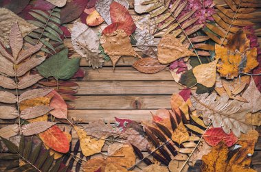 Herbarium. Kahverengi ahşap arka planda sonbahar kuru yaprakları. Üst görünüm, metin alanı.
