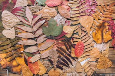 Herbarium. Kahverengi ahşap arka planda birçok sonbahar kuru yaprakları.
