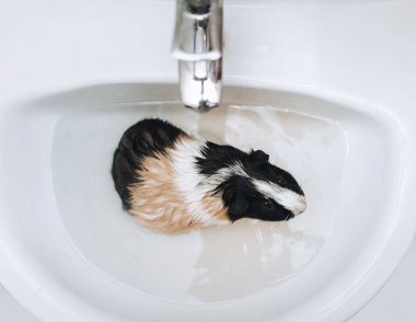 Komik kobay siyah ve beyaz-okre renk musluk ve banyolar altında lavabo oturur. Kemirgen bakım kavramı. Temiz ve hijyen .