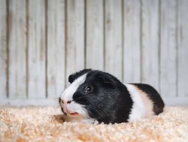 Eve eskiden şiling şimdi domuz yumuşak bir halı üzerinde yatıyor. Siyah, beyaz, renk.