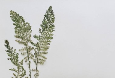 Yaz botanik kavramı: kır çiçekleri ve yapraklar beyaz arkaplanda; üst görünüm, düz yatıyordu