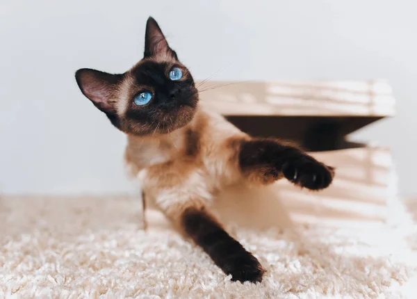 Siamese cat hides in a box. Cat Games. Eyes are looking up. Comfort zone. Cat\'s blue eyes.