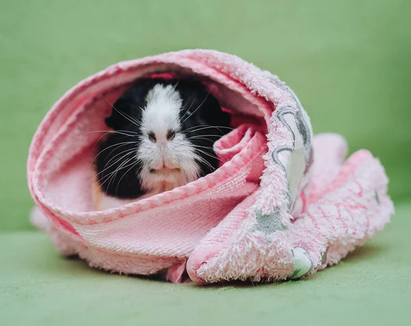 三色的豚鼠游泳后 用粉红色毛巾用粉红色毛巾包裹在绿色沙发上 有趣的鼻子宠物护理 爱和关怀 — 图库照片
