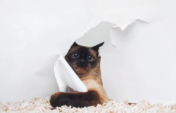 Amusing Siamese Cat Looks Frightened Realizes She Behaving Bad Behavior — Stock Photo, Image