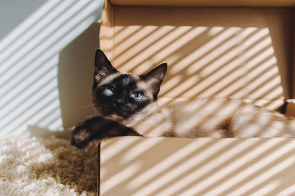 Siamese Cat Lies Cardboard Box Cozy Shelter — Stock Photo, Image