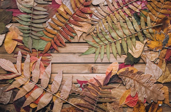 Herbarium Wiele Jesiennych Suchych Liści Brązowym Drewnianym Tle Miejsce Tekst — Zdjęcie stockowe