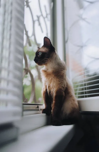 Beautiful Siamese Cat Blue Eyes Looking Attentively Window Jalousie Spring — Stock Photo, Image