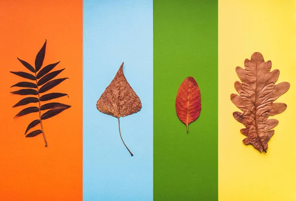 Τέσσερα Φθινόπωρο Ξηρά Χρυσά Φύλλα Πολύχρωμες Ρίγες Φόντο Σύνθεση Βοτάνων — Φωτογραφία Αρχείου