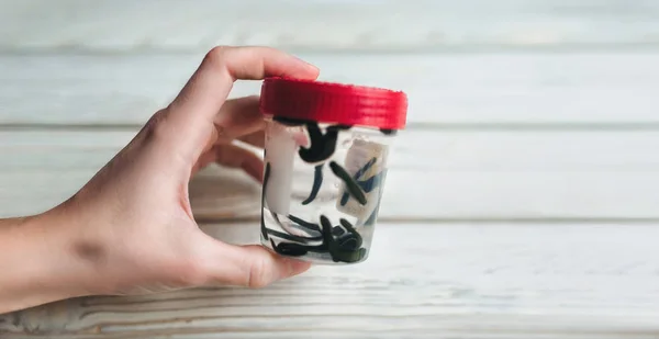 Leeches in a small jar. Hirudotherapy. Self-medication. Ethnoscience.