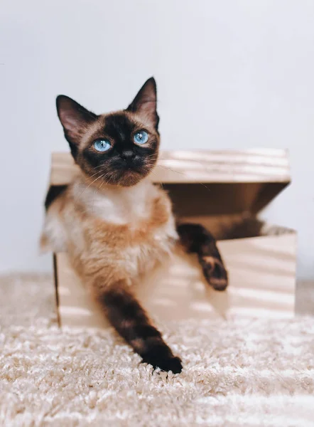 Siamese cat hides in a box. Cat Games. Eyes are looking up.