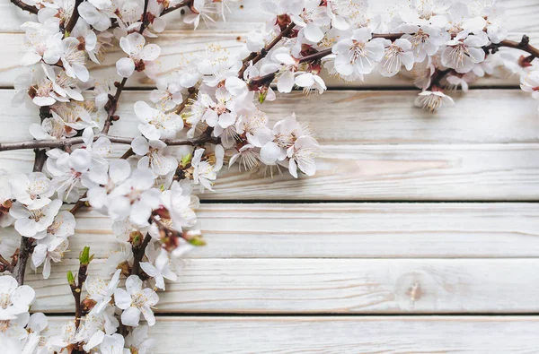 Lentebloemen Takken Van Bloeiende Abrikozen Witte Houten Rustieke Achtergrond Sakura — Stockfoto