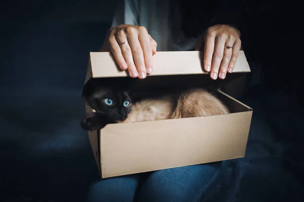 Siamese cat hides in a box. Cat Games. Comfort zone. New flat. Concept of loneliness, homeless, foundling, claustrophobia and introvert.