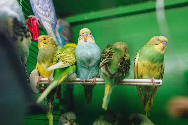 Muitos Papagaios Ondulados Multicoloridos Sentam Jaula Loja Animais Aves Engraçadas — Fotografia de Stock