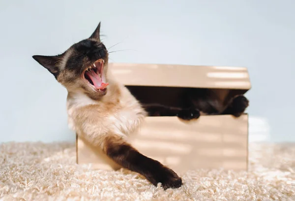 Siamese Cat Yawns Selflessly While Sitting Cardboard Box Concept Boredom — Stock Photo, Image