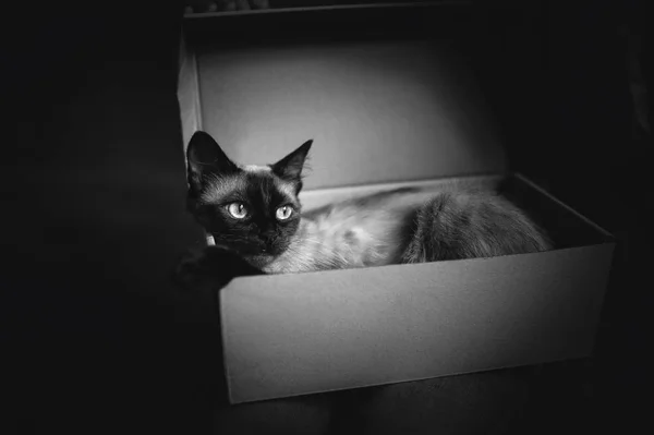 Siamese cat hides in a box. Cat Games. Comfort zone. New flat. Concept of loneliness, homeless, foundling, claustrophobia and introvert. Monochrome, bw photography.