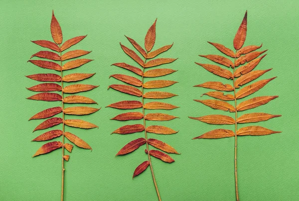 Φθινόπωρο Ξηρό Χρυσά Φύλλα Πράσινο Φόντο Σύνθεση Βοτάνων Τροπική Ιδέα — Φωτογραφία Αρχείου