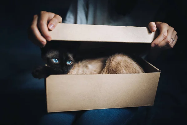 Siamese cat hides in a box. Cat Games. Comfort zone. New flat. Concept of loneliness, homeless, foundling, claustrophobia and introvert.