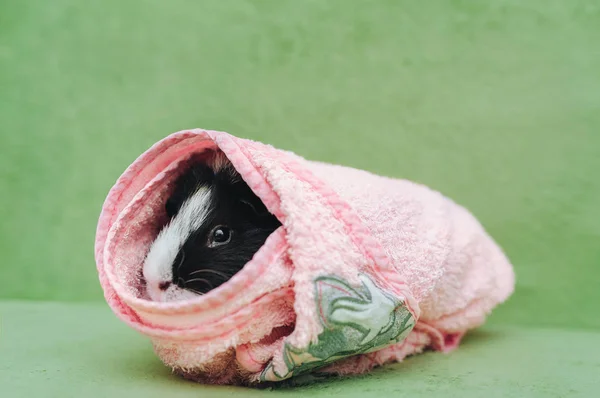 Babi Guinea Berwarna Tiga Sofa Hijau Dibungkus Dengan Handuk Merah — Stok Foto