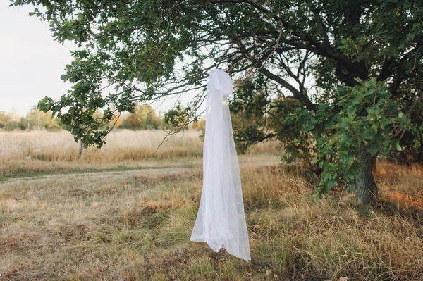 White classic veil of the bride hanging on a branch of green oak against the evening sky.