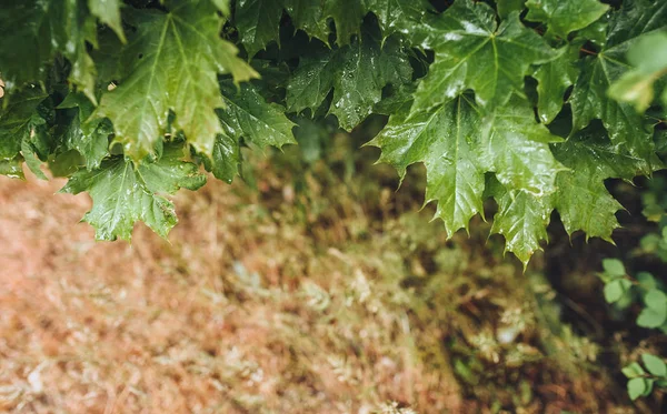 Many Fresh Green Maple Leaves Spring Rain Drops Nature Background — Stock Photo, Image