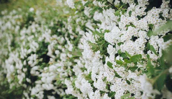 Hermosas Ramas Florecientes Espiga Arbustiva Con Hojas Verdes Pequeñas Flores — Foto de Stock