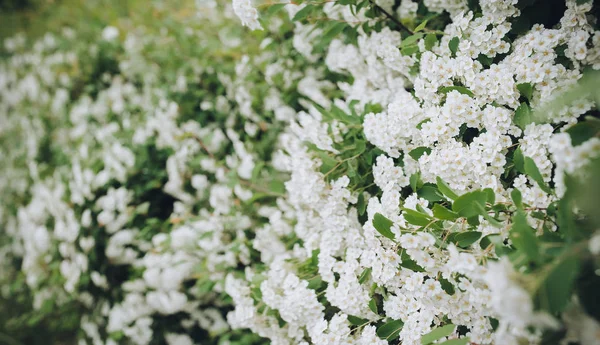 Belles Branches Florales Spirea Buisson Avec Des Feuilles Vertes Petites — Photo