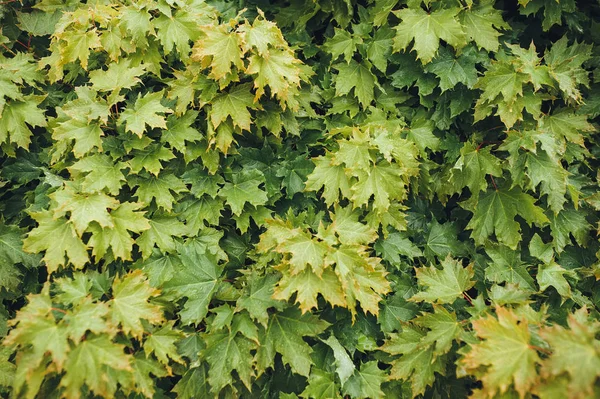 多くの緑のカエデの葉は 春の雨が落ちます 自然の背景 曇りの天気 — ストック写真