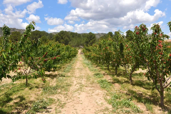 Paesaggio Coltivazione Alberi Frutto Nella Regione Terra Alta — Foto Stock