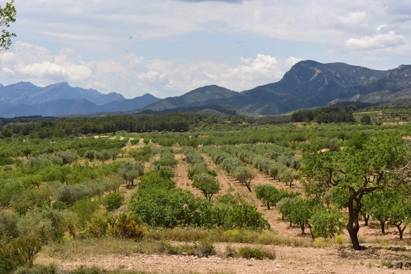 Krajina Pěstování Ovocných Stromů Oblasti Terra Alta — Stock fotografie